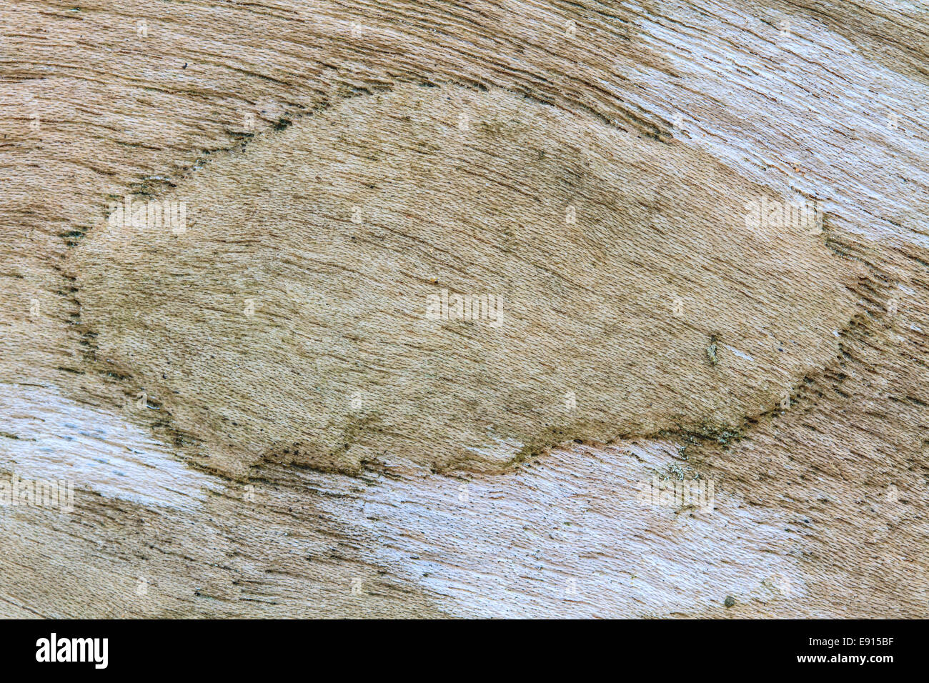 texture of bark wood use as natural background Stock Photo - Alamy
