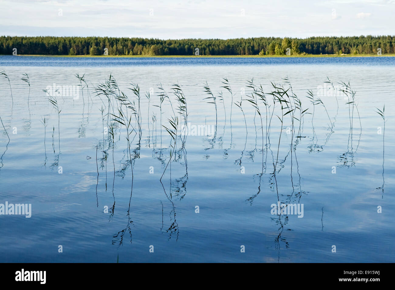 Lake weeds in water in the evening Stock Photo - Alamy