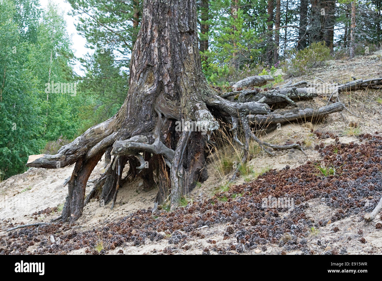 Roots of an old on a slope Stock Photo Alamy