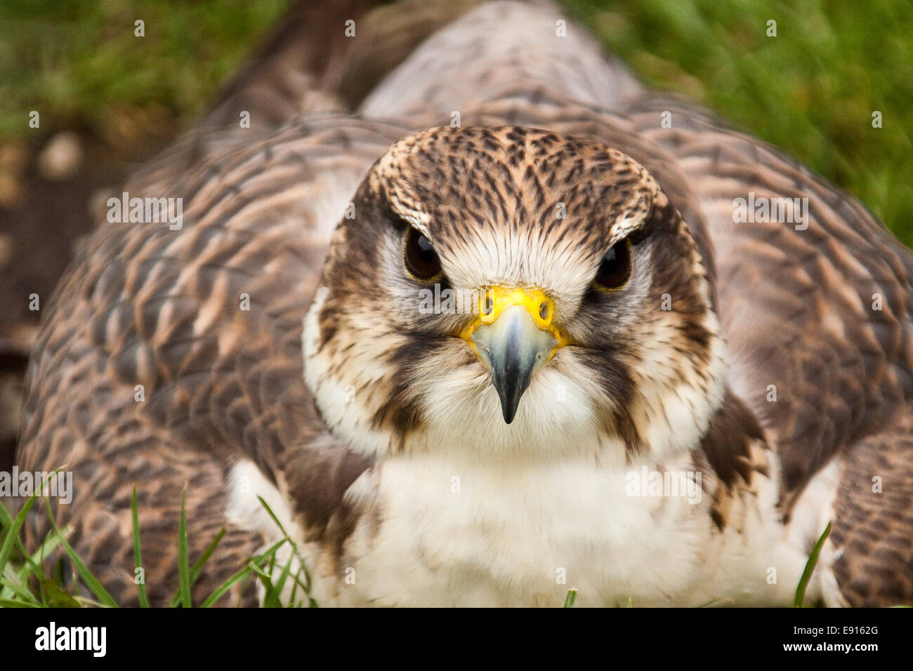 saker falcon Stock Photo
