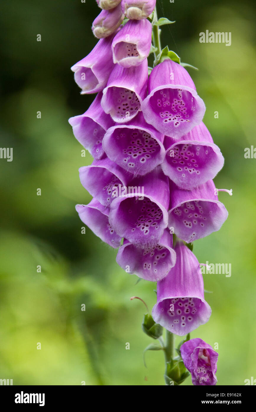 Digitalis purpurea, Common Foxglove, Foxglove Stock Photo