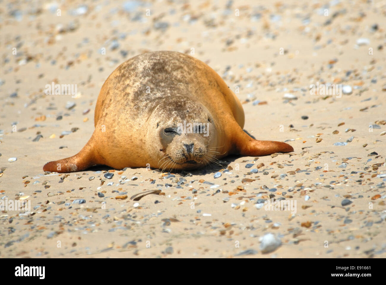 Common seal hauled out on beach at Blakeney Point, Norfolk, UK. July 2007 Stock Photo