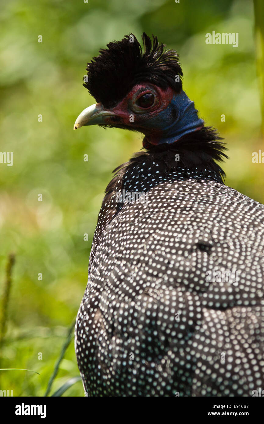 Crested Guineafowl Stock Photo