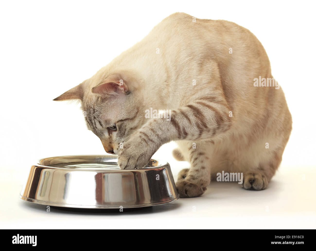 Cat washes feet in water Stock Photo Alamy
