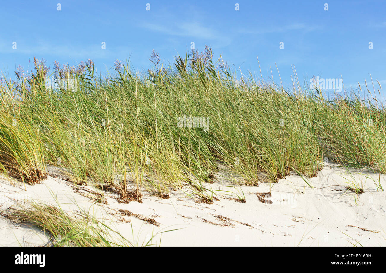Dune at the Beach Stock Photo - Alamy