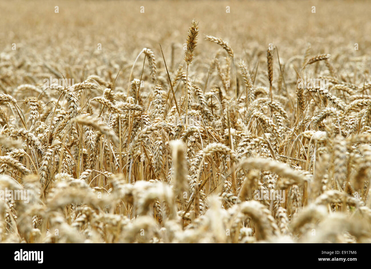 Cereal Grain Harvest Stock Photo Alamy