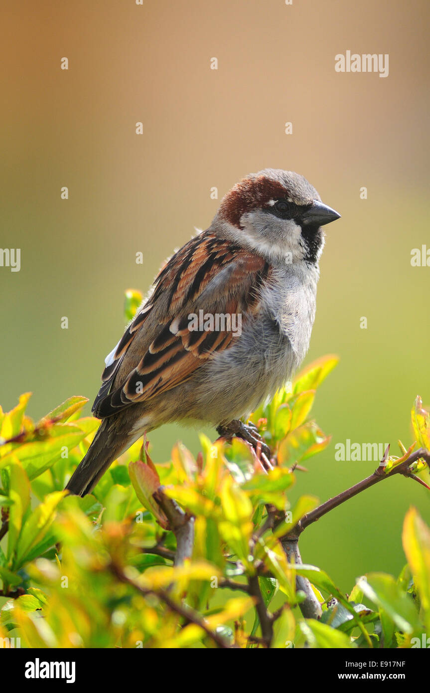 A single house sparrow UK Stock Photo