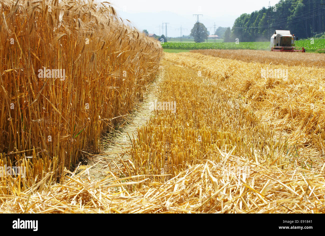 Cereal Grain Harvest Stock Photo