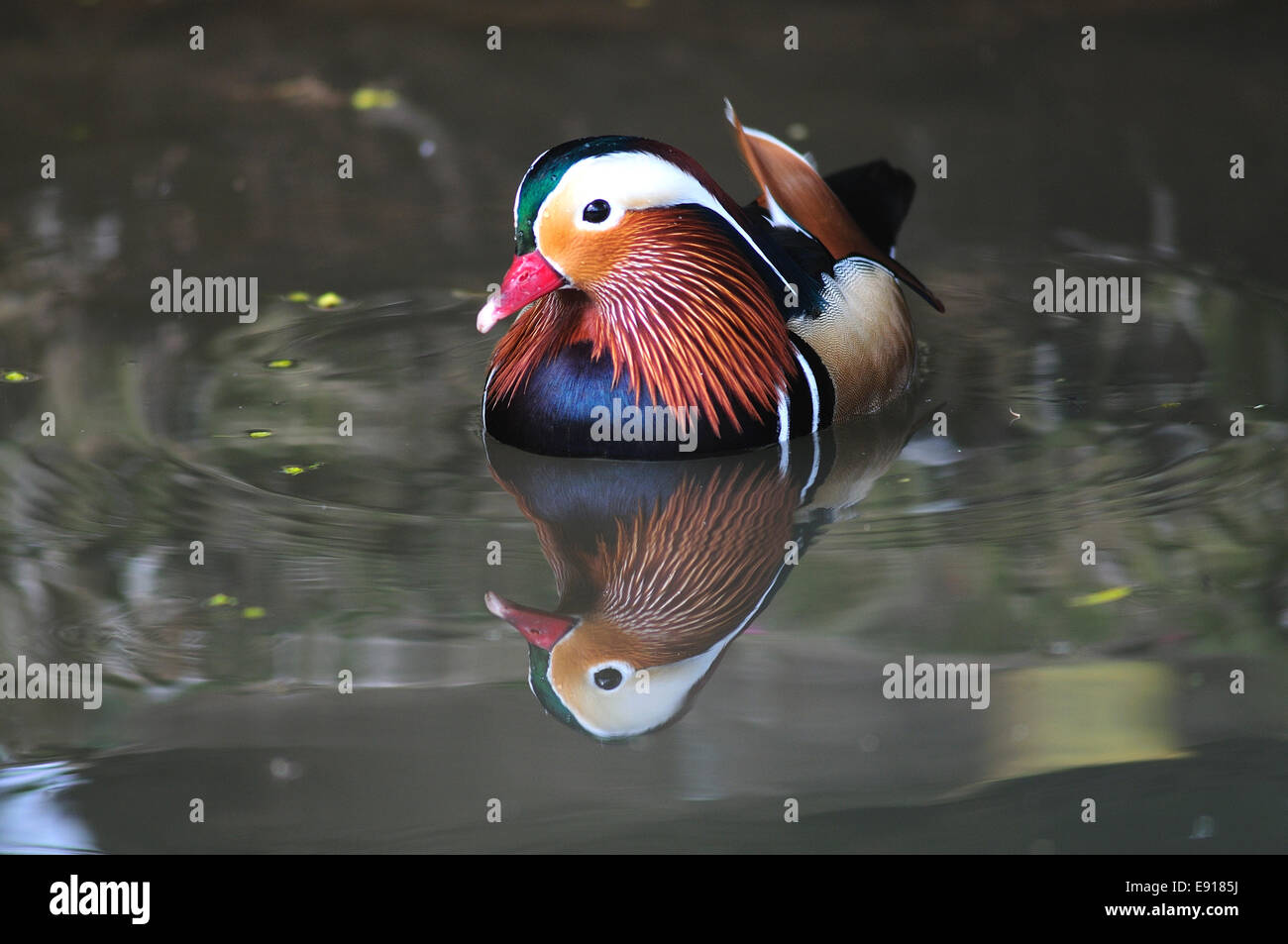Mandrin Drake Mandarin Drake High Resolution Stock Photography and Images - Alamy