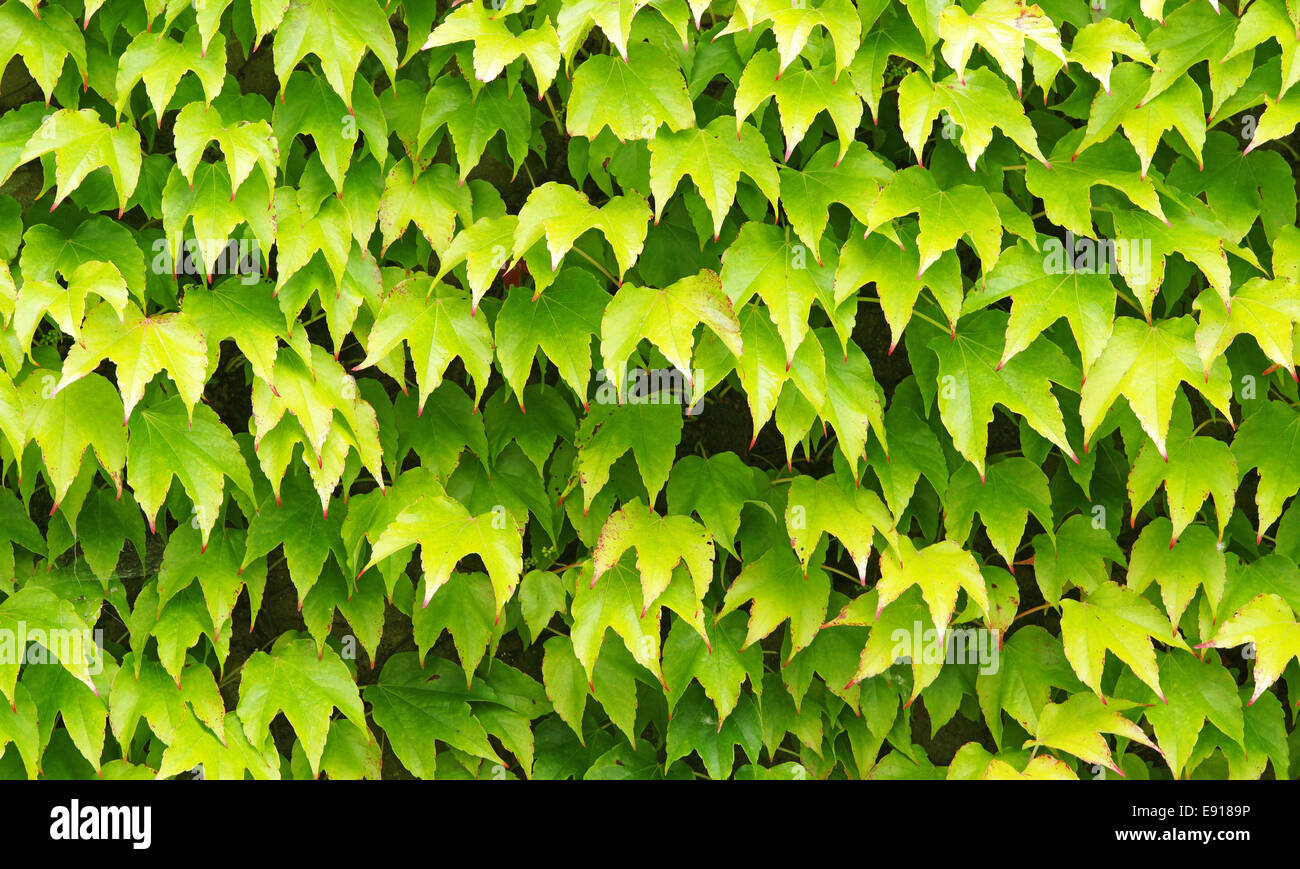 Green Leaves - Background Image Stock Photo - Alamy