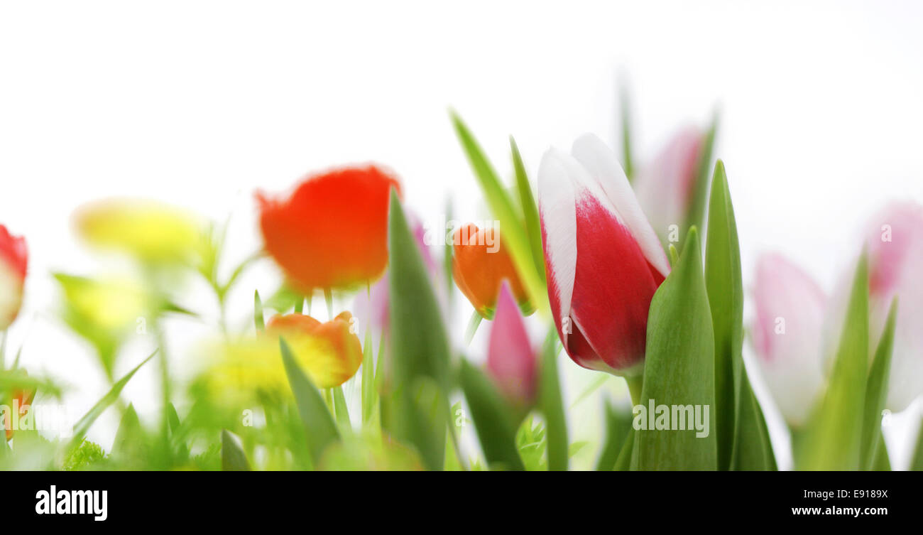 spring flowers Stock Photo