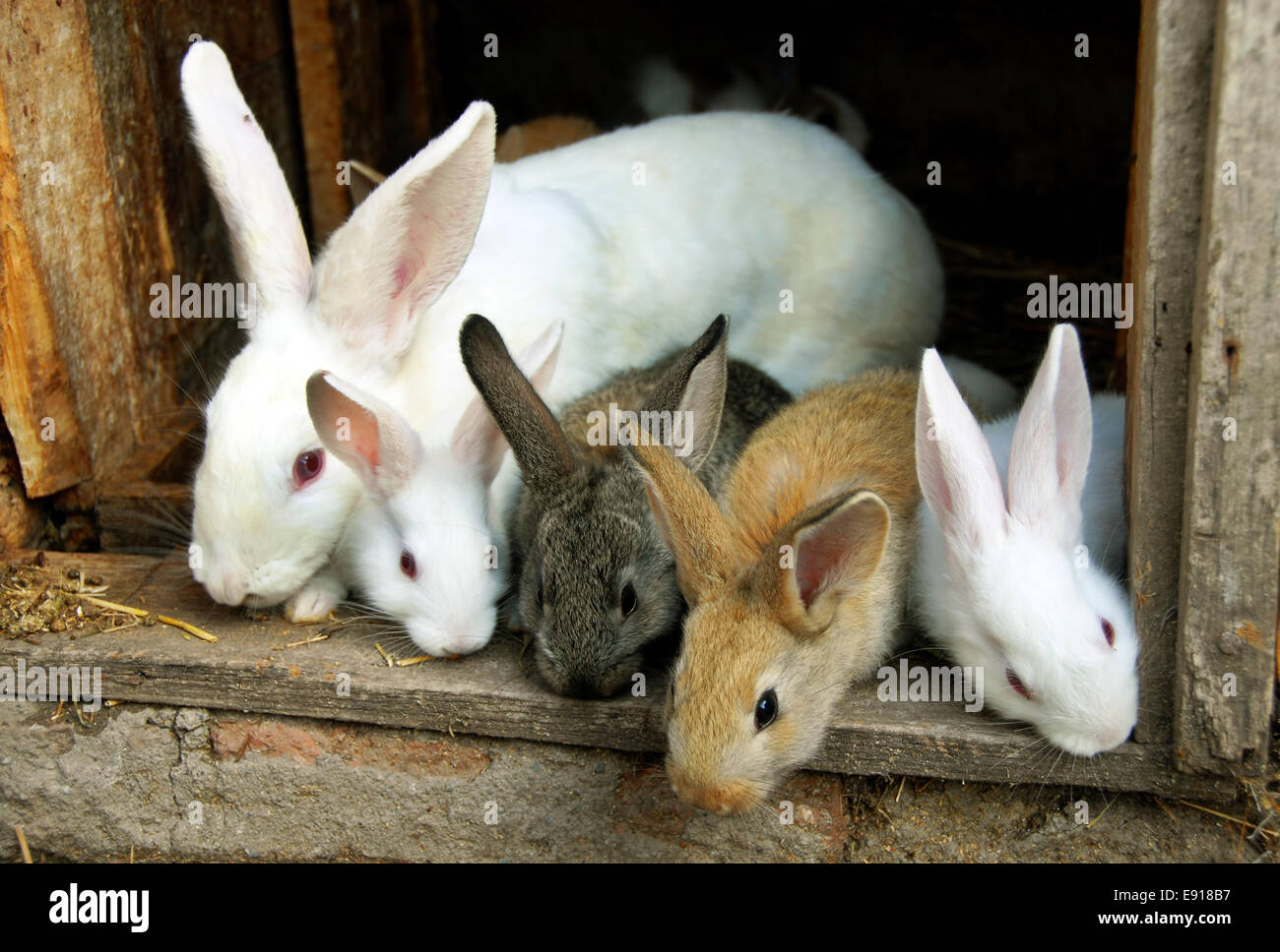 Bunny Rabbits family Stock Photo Alamy