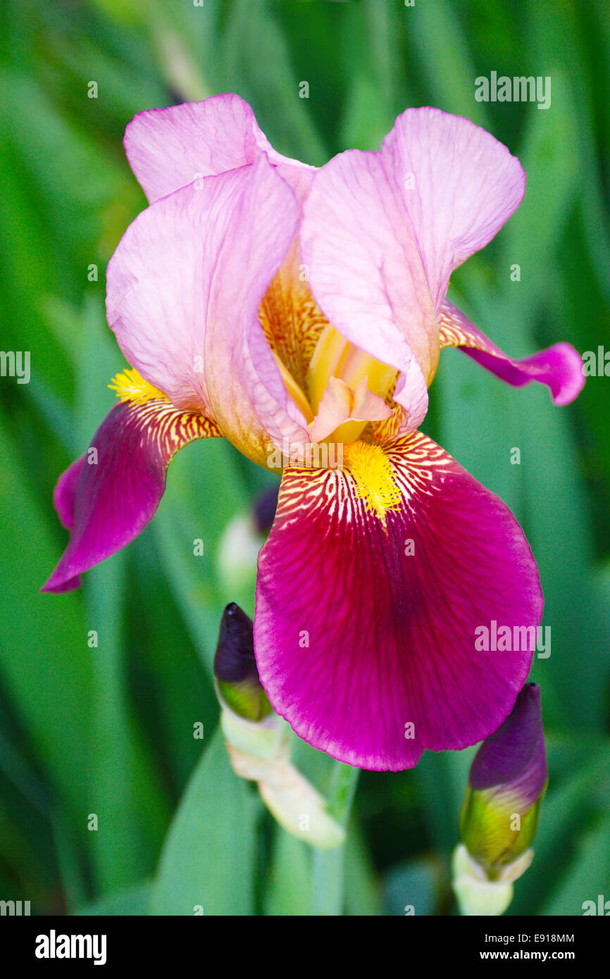 Colored lights on stage hires stock photography and images Alamy