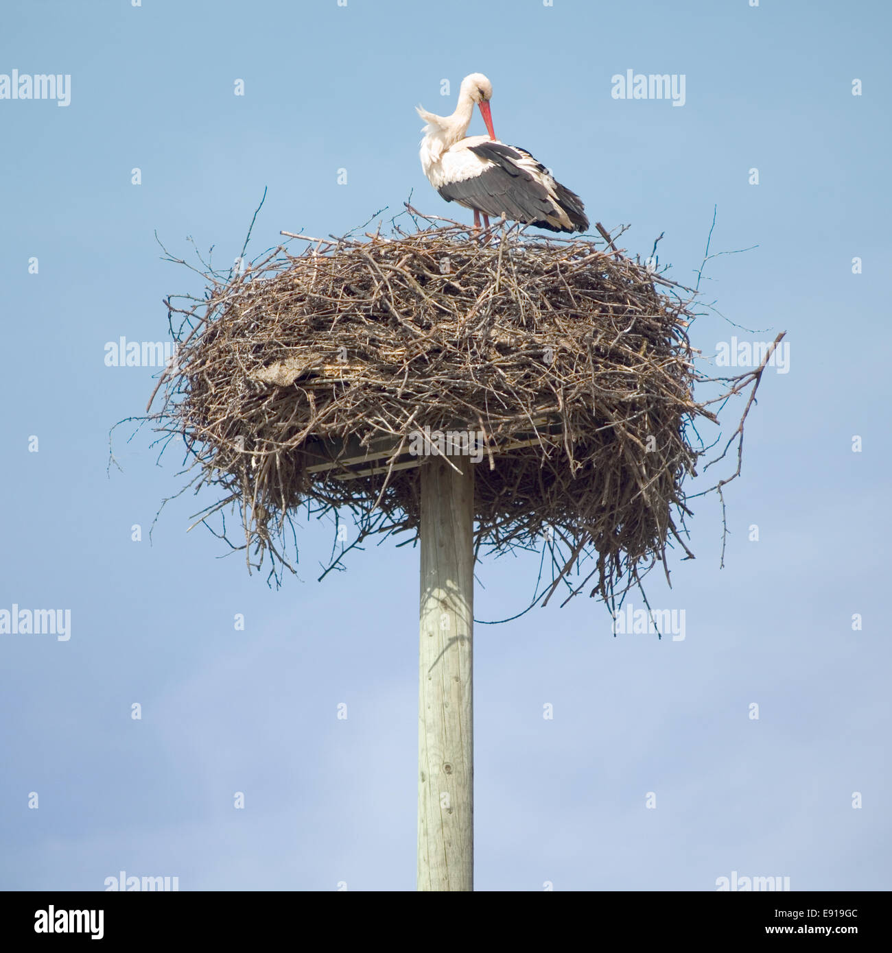 Stork in nest nature hi-res stock photography and images - Alamy