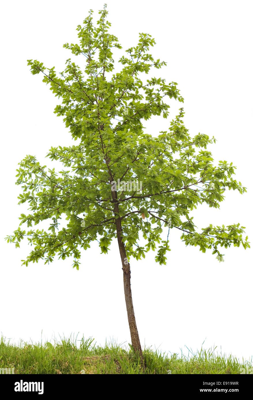 Oak tree cutout Stock Photo Alamy
