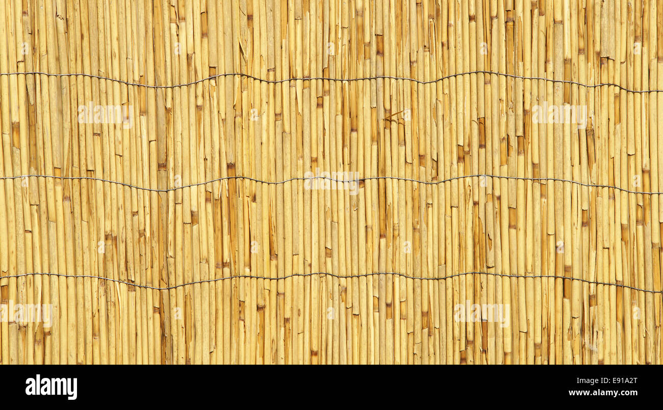Bamboo close-up Stock Photo