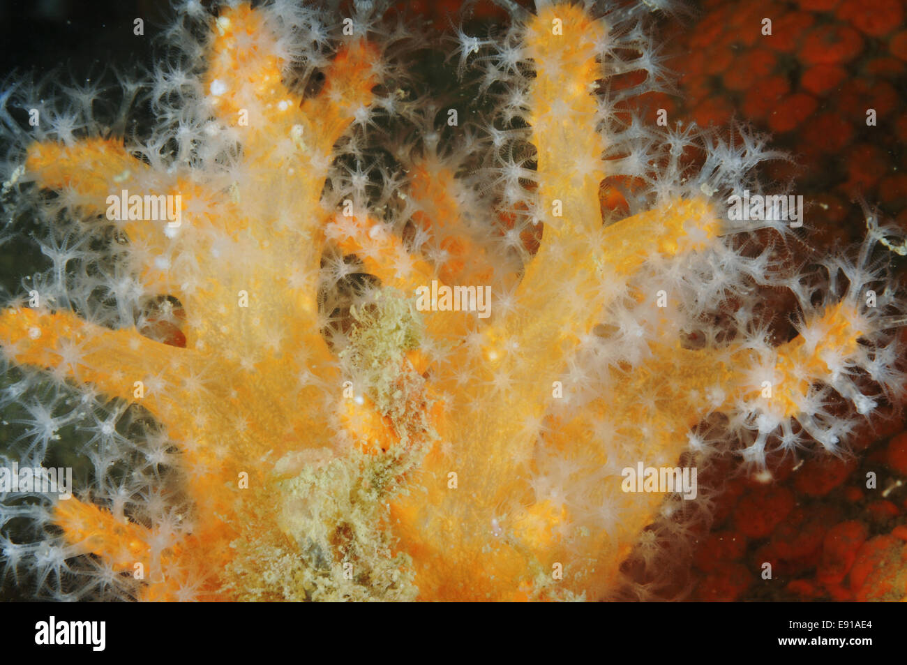 Colony of dead man's fingers soft coral with white polyps extended. Stock Photo
