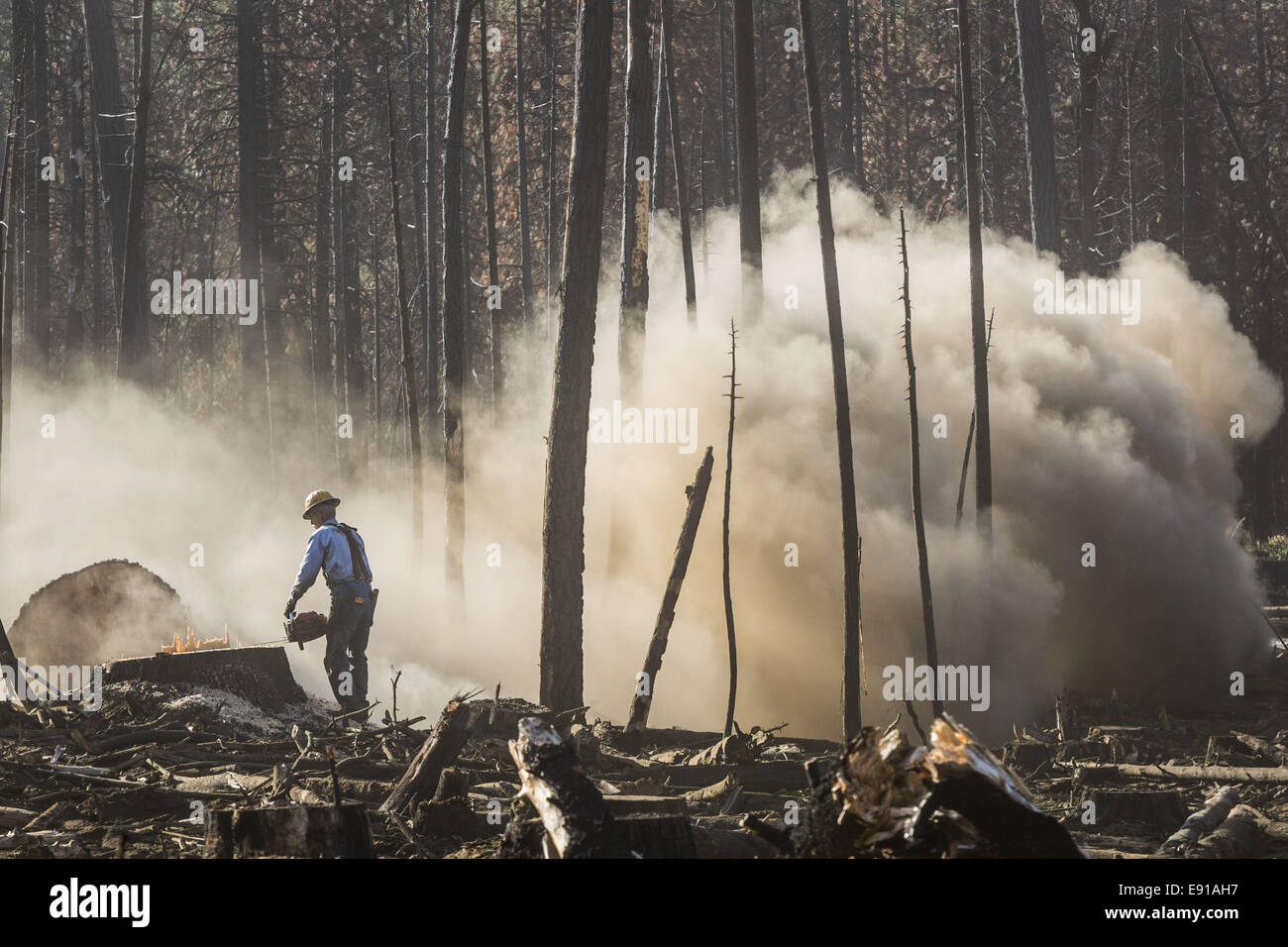 Groveland, California, USA. 16th Oct, 2014. October 16, 2014.BUTCH BRAY is nearly engulfed in dust and debris after falling a tree damaged during the Rim Fire in the Stanislaus National Forest along Evergreen Road near Yosemite National Park on Thursday, October 16, 2014. BRAY is contracted by Crooks Logging who won a bid to harvest lumber for Sierra Pacific Industries on this parcel of land. © Tracy Barbutes/ZUMA Wire/Alamy Live News Stock Photo