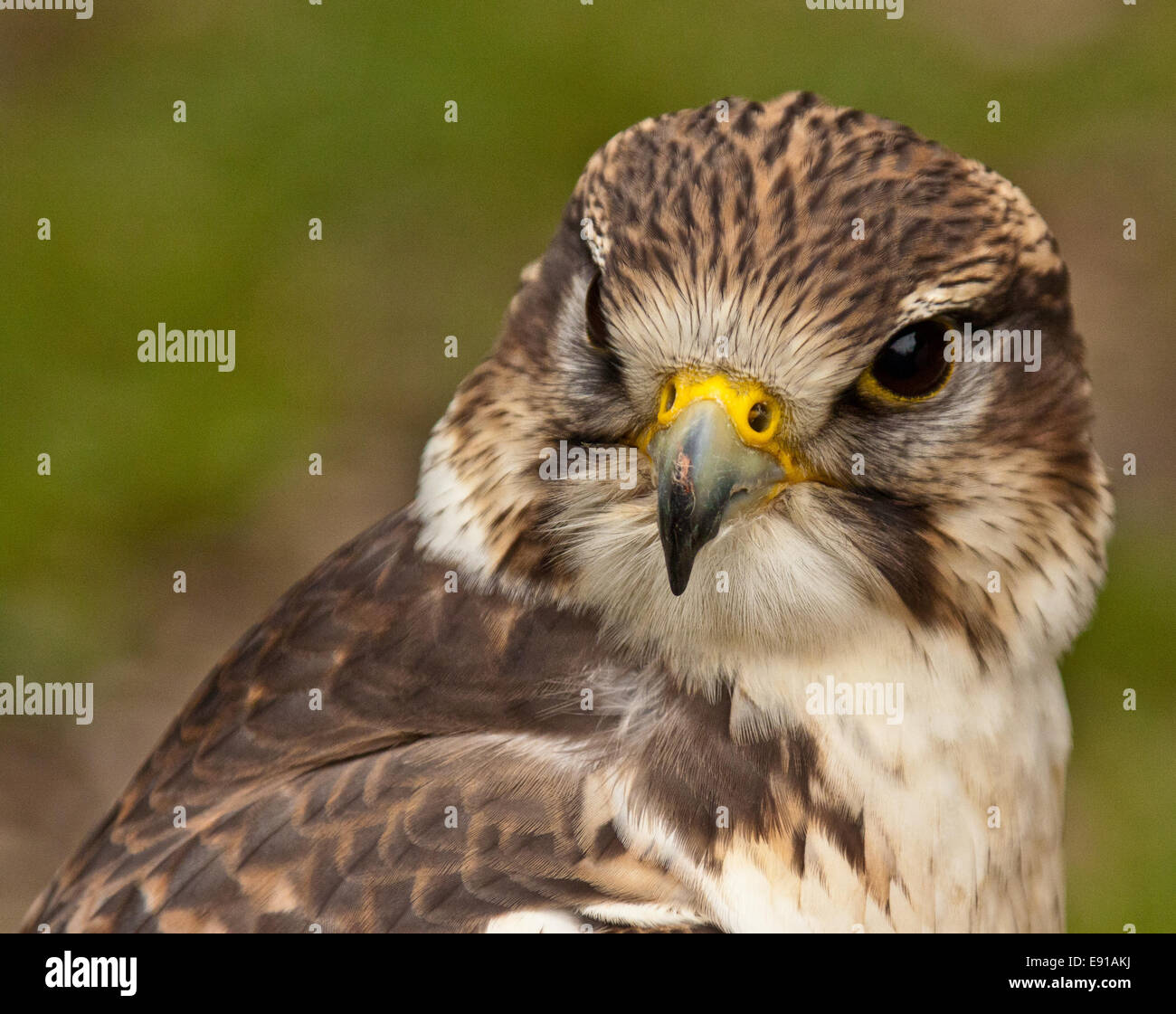 Saker Falcon (Falco cherrug) Stock Photo