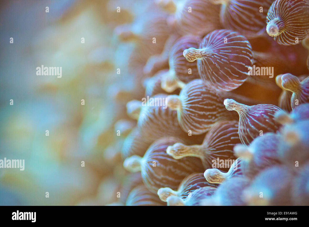 bubble-tip anemone (Entacmaea quadricolor) Stock Photo