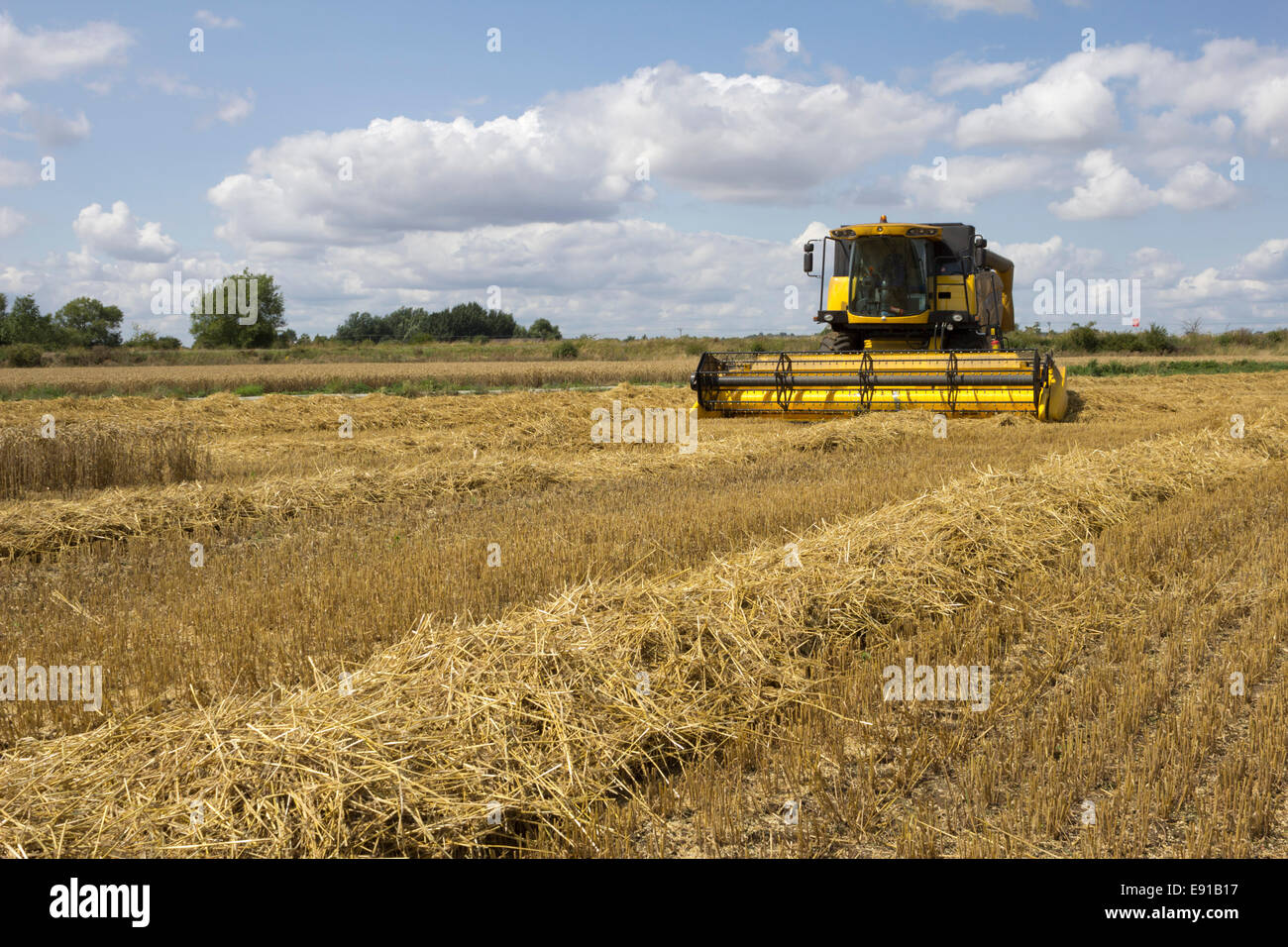Combine Harvester harvesting wheat field, Stonesfield, Oxfordshire, England, United Kingdom, Europe, Stock Photo