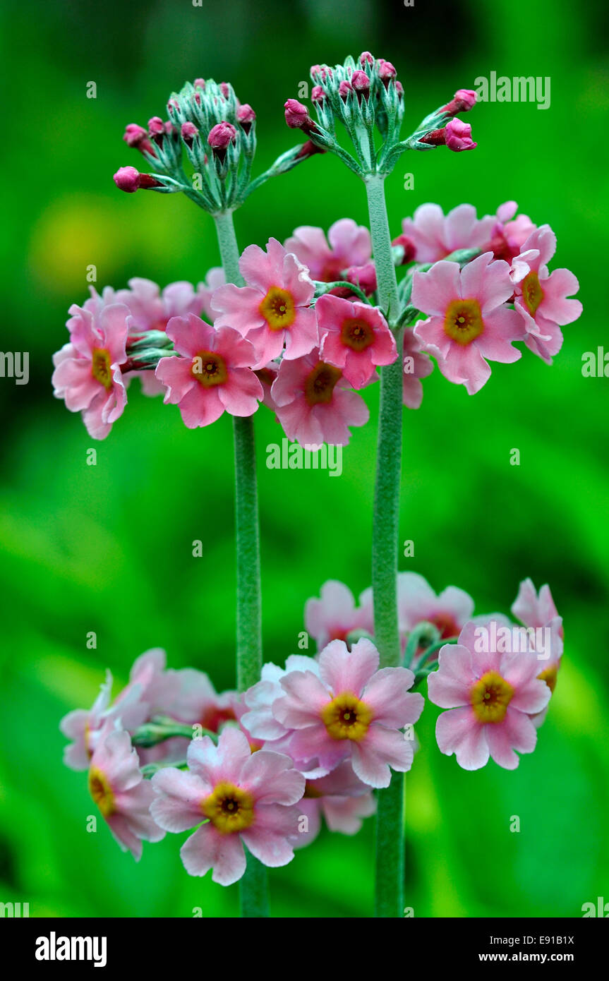 Primula japonica Apple Blossom in bloom in a Dorset, country garden. May 2013 Stock Photo
