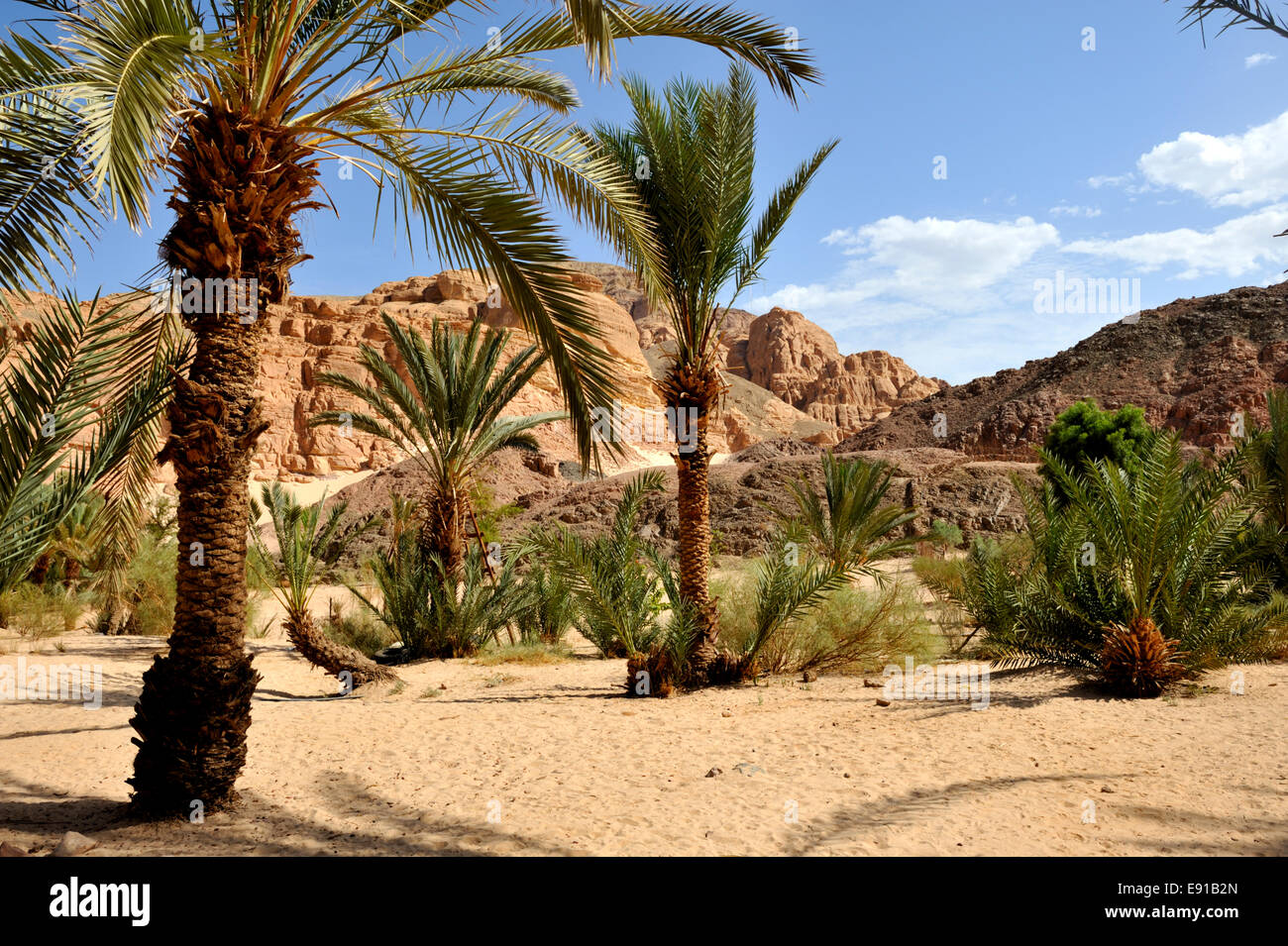 Date palm trees in Ain Hudra (or Ayun Khodra) Oasis in south Sinai