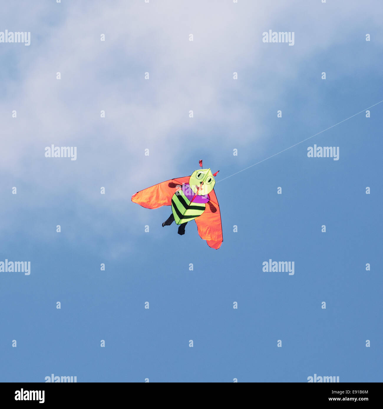 Kite Bee Stock Photos Kite Bee Stock Images Alamy
