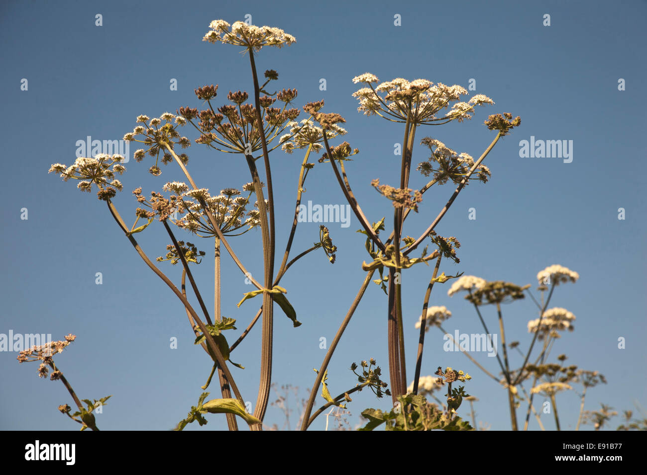 Cow parsley  or Queen Anne's Lace against a clear blue sky Stock Photo
