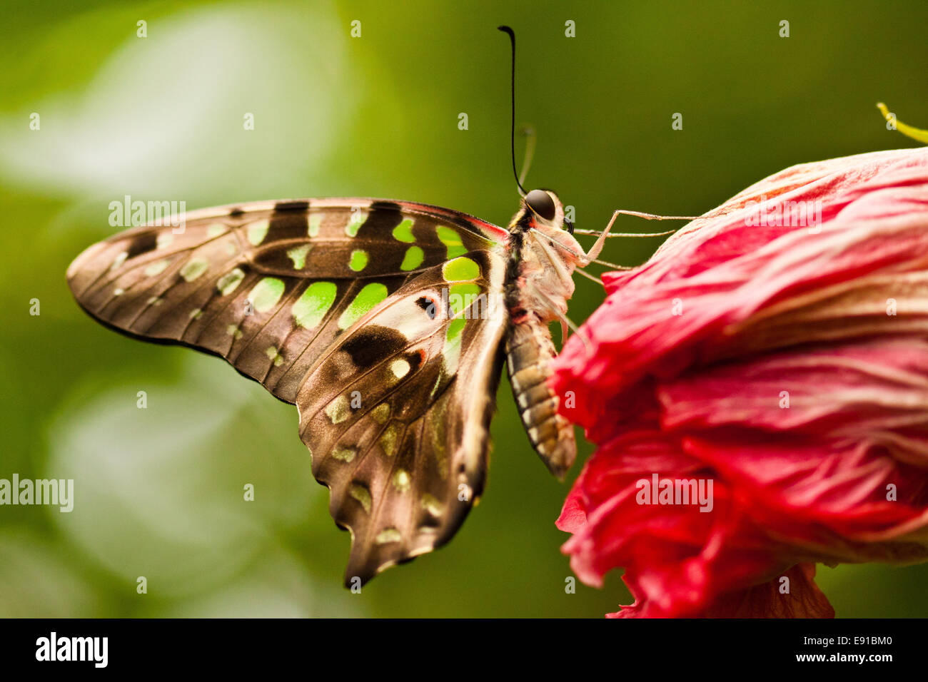 Graphium agamemnon papilionidae butterfly hi-res stock photography and ...