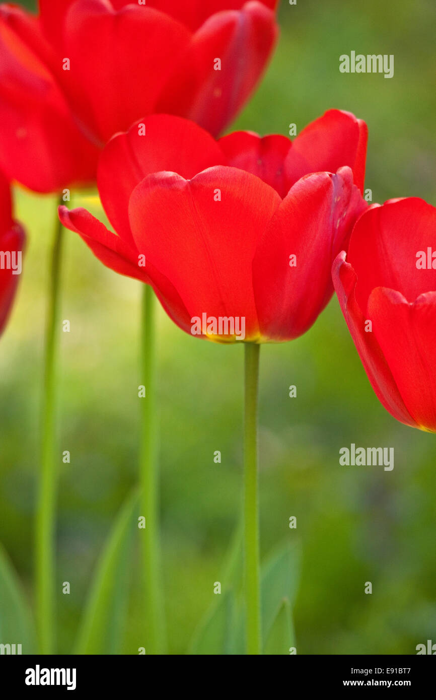 red tulips Stock Photo