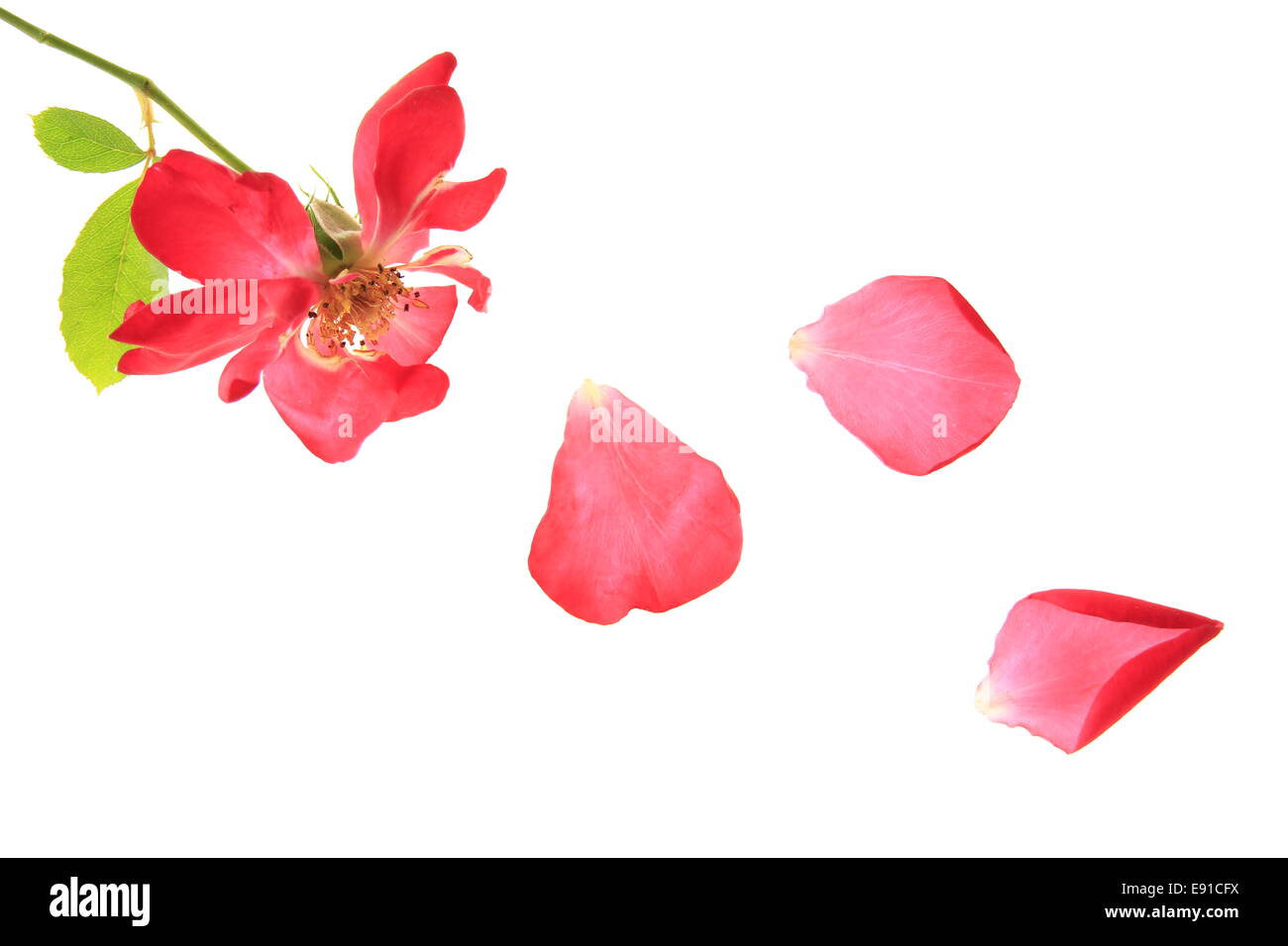red rose with falling petals Stock Photo