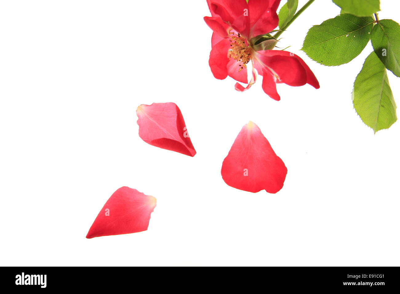 red rose with falling petals Stock Photo