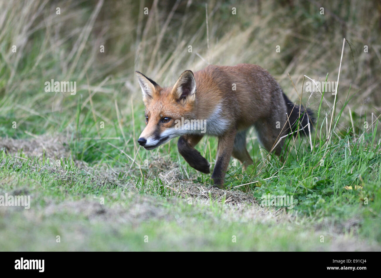 A fox stalking its prey UK Stock Photo Alamy