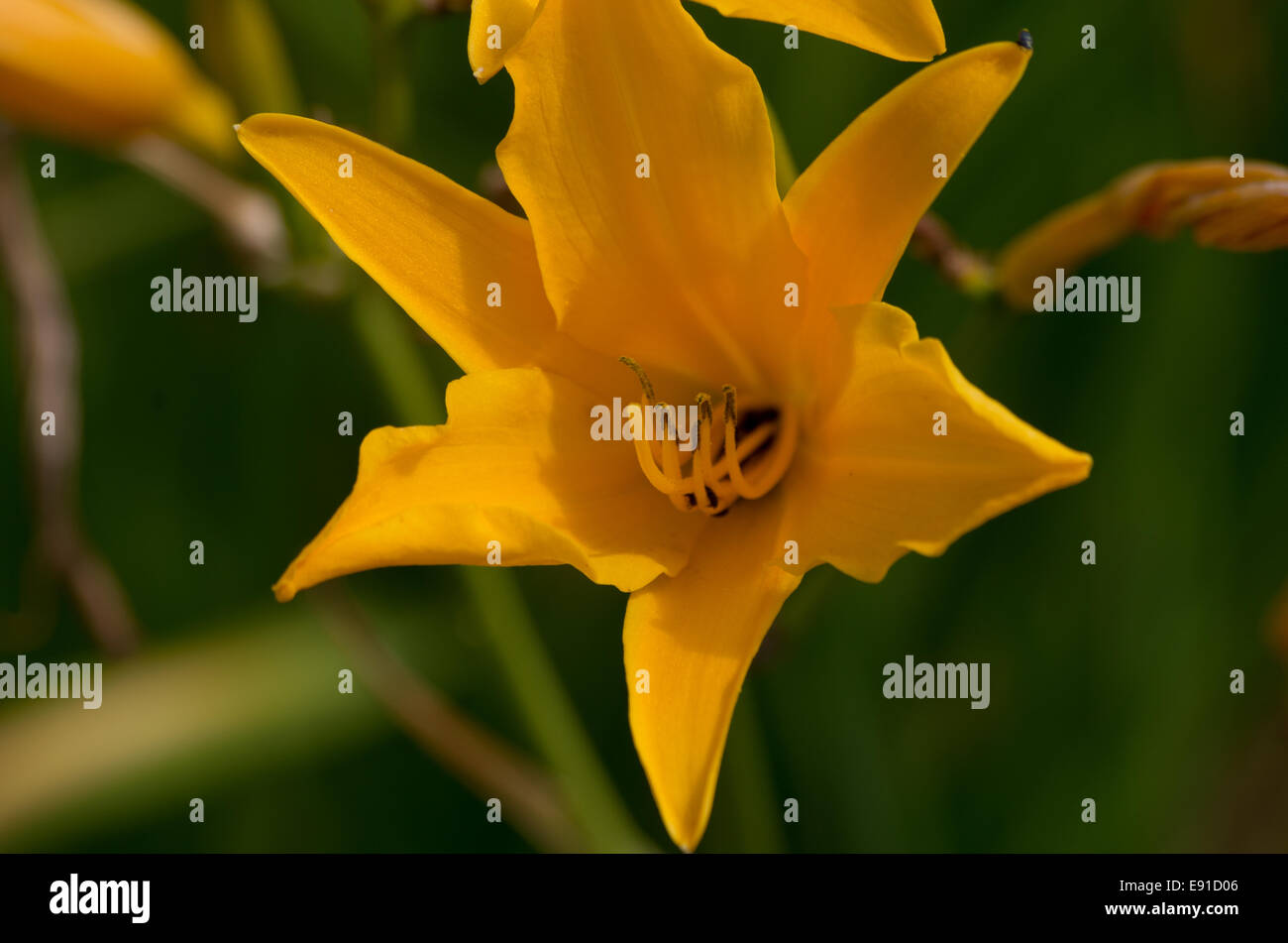 Yellow day lily Stock Photo