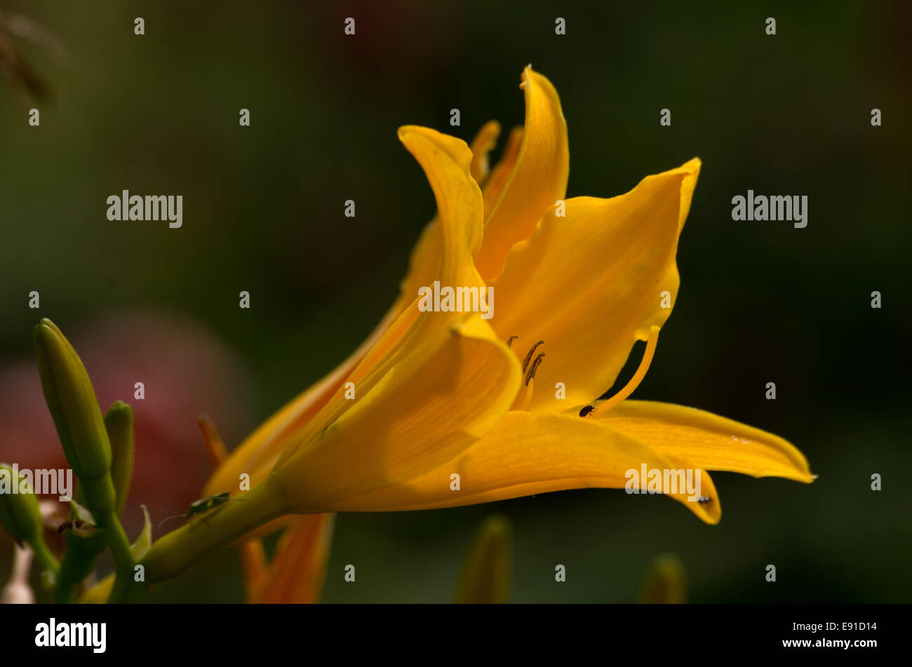 Yellow day lily hemerocallis Stock Photo