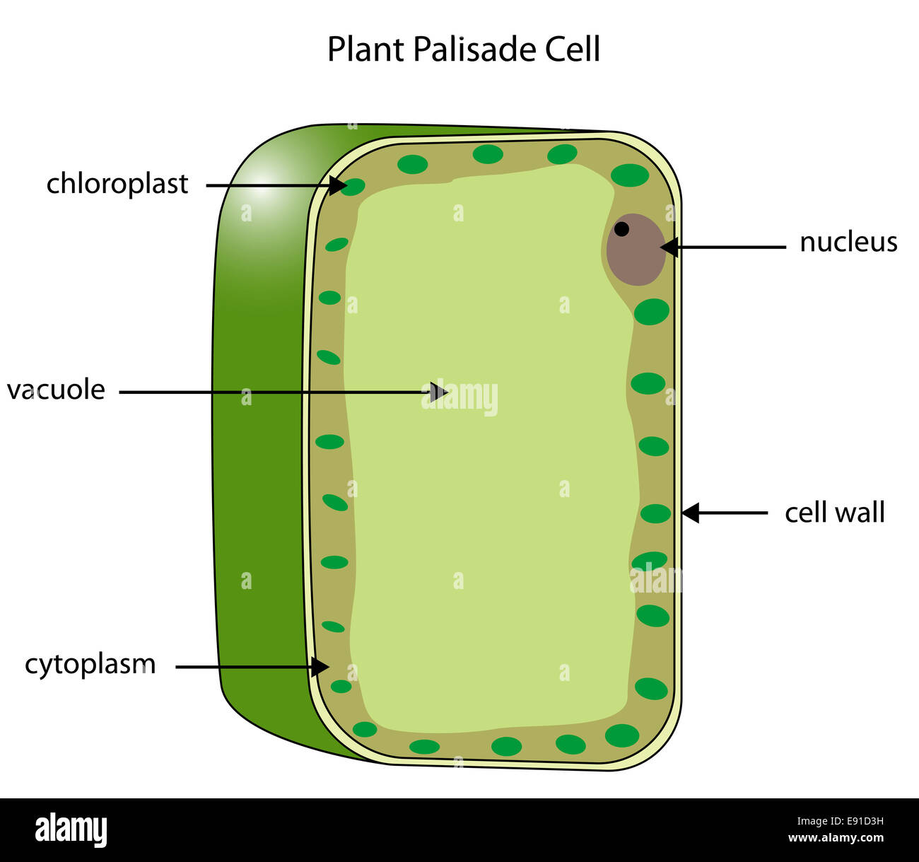 Labeled diagram of a plant palisade cell where photosynthesis takes place. Stock Photo