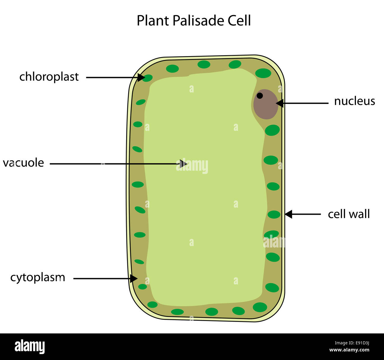 Labeled diagram of a plant palisade cell where photosynthesis takes place. Stock Photo