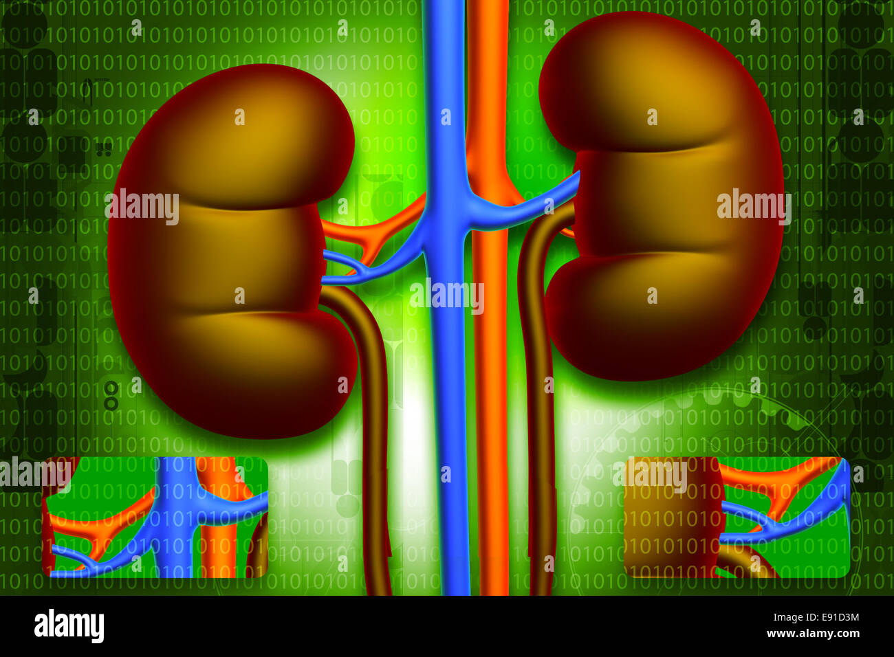 Human kidney Stock Photo