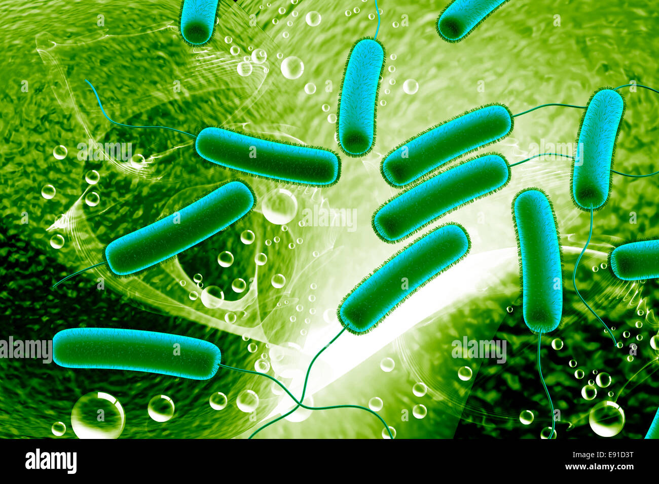 coli bacteria Stock Photo