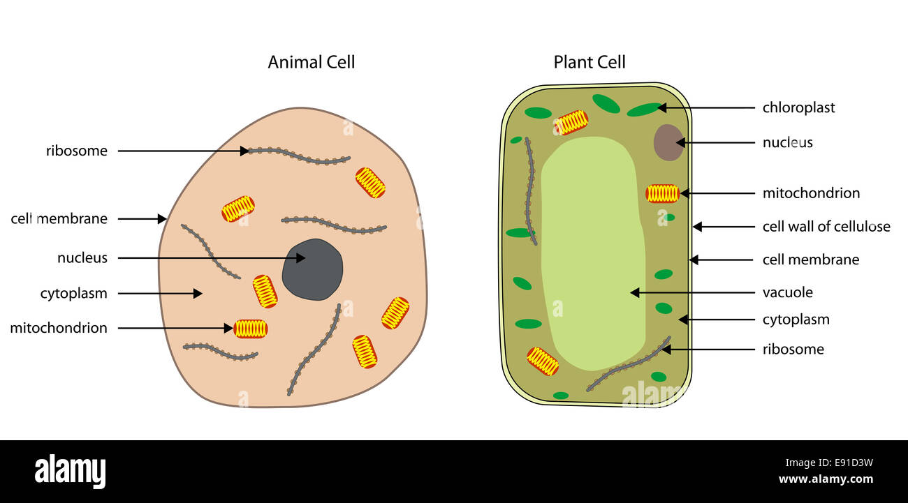 Labeled diagrams of typical animal and plant cells with editable layers. Stock Photo