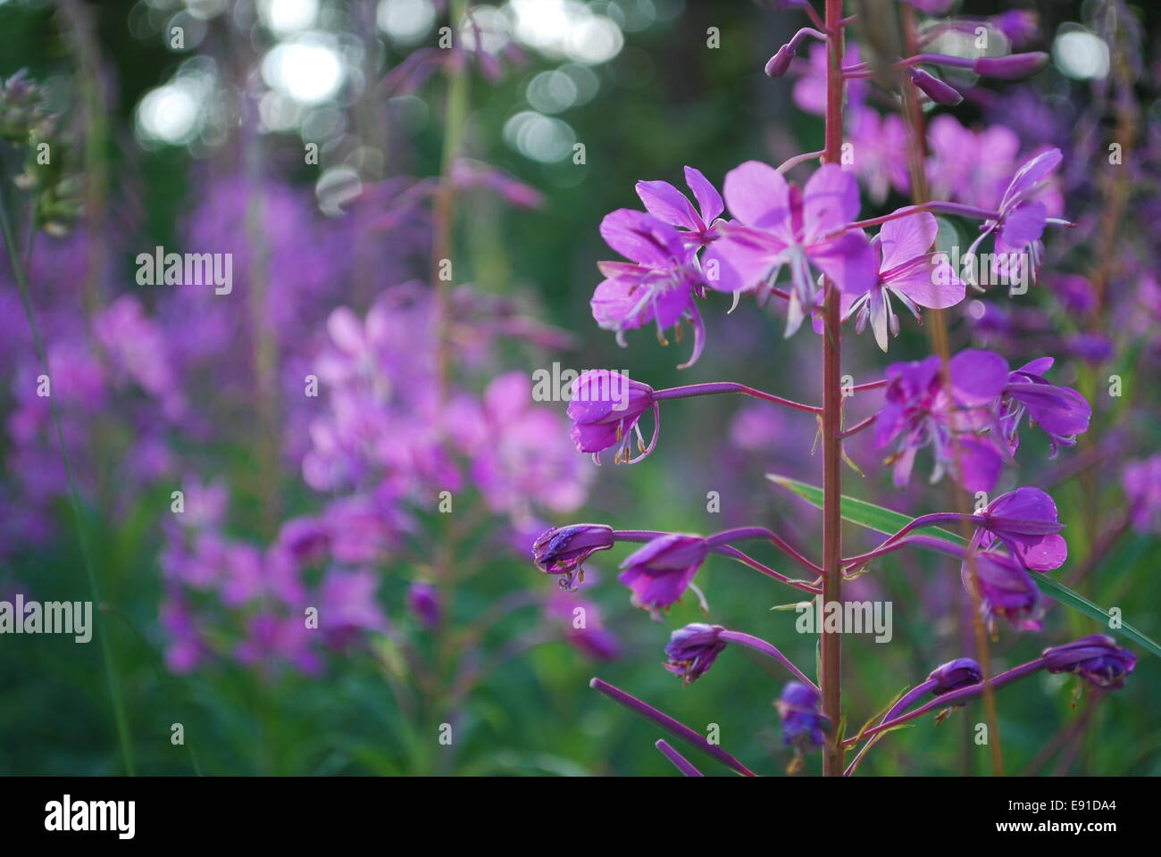 rosebay willow-herb Stock Photo
