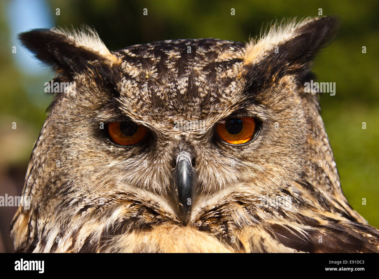 Eurasian Eagle-owl (Bubo bubo) Stock Photo