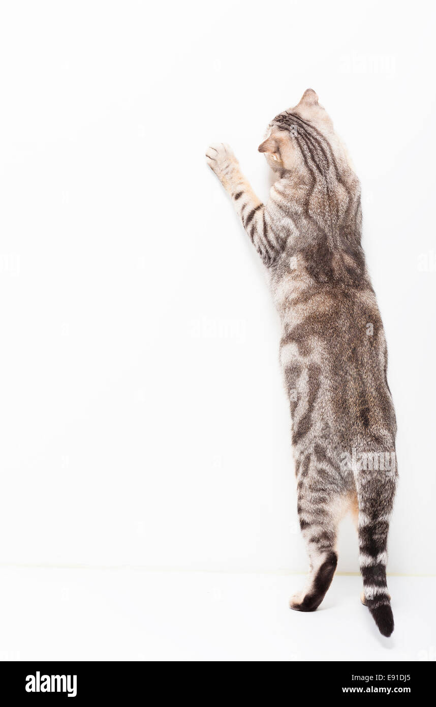 rear of cat standing and catch something on the white background Stock ...