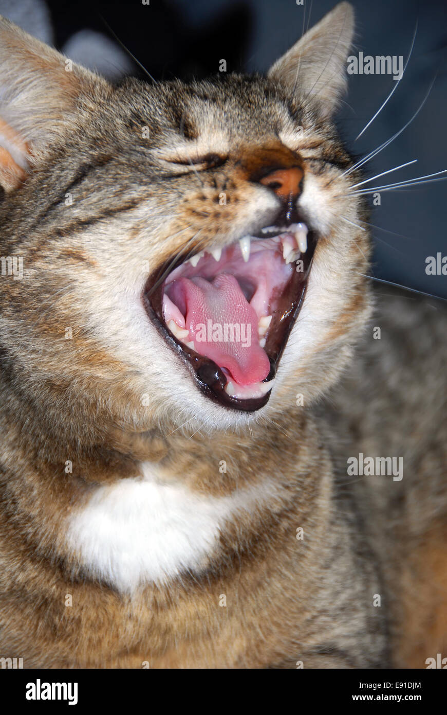 Cat yawn Stock Photo