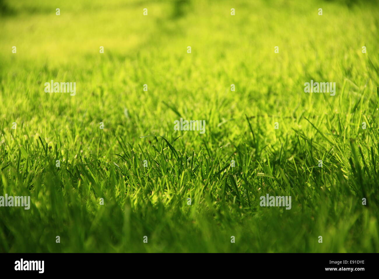 Lightgreen hi-res stock photography and images - Alamy