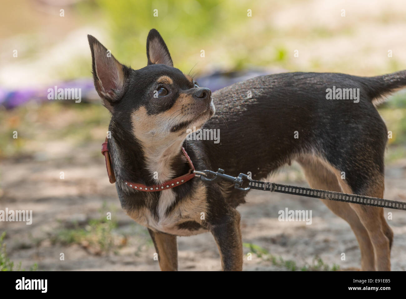 Little black dog chihuahua at the beach Stock Photo