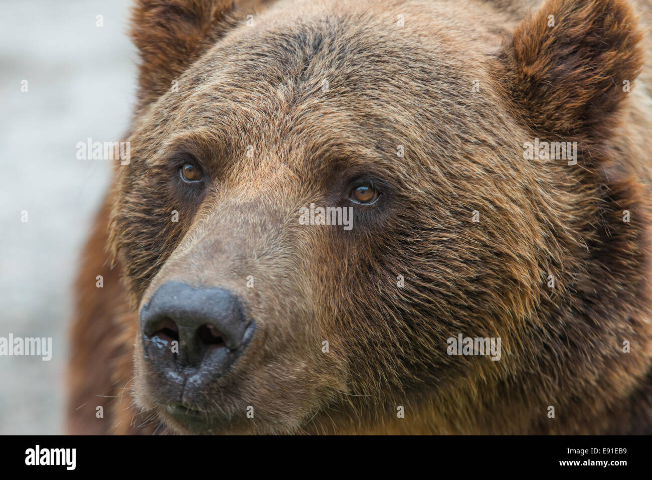 A brown bear closed in a cage in the zoo Stock Photo