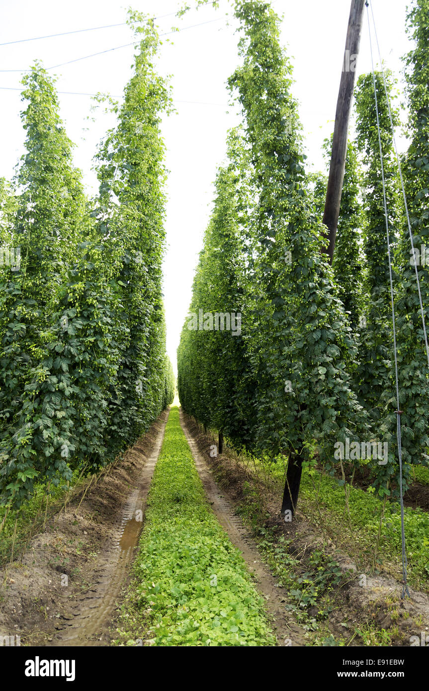 Field of Hops Stock Photo