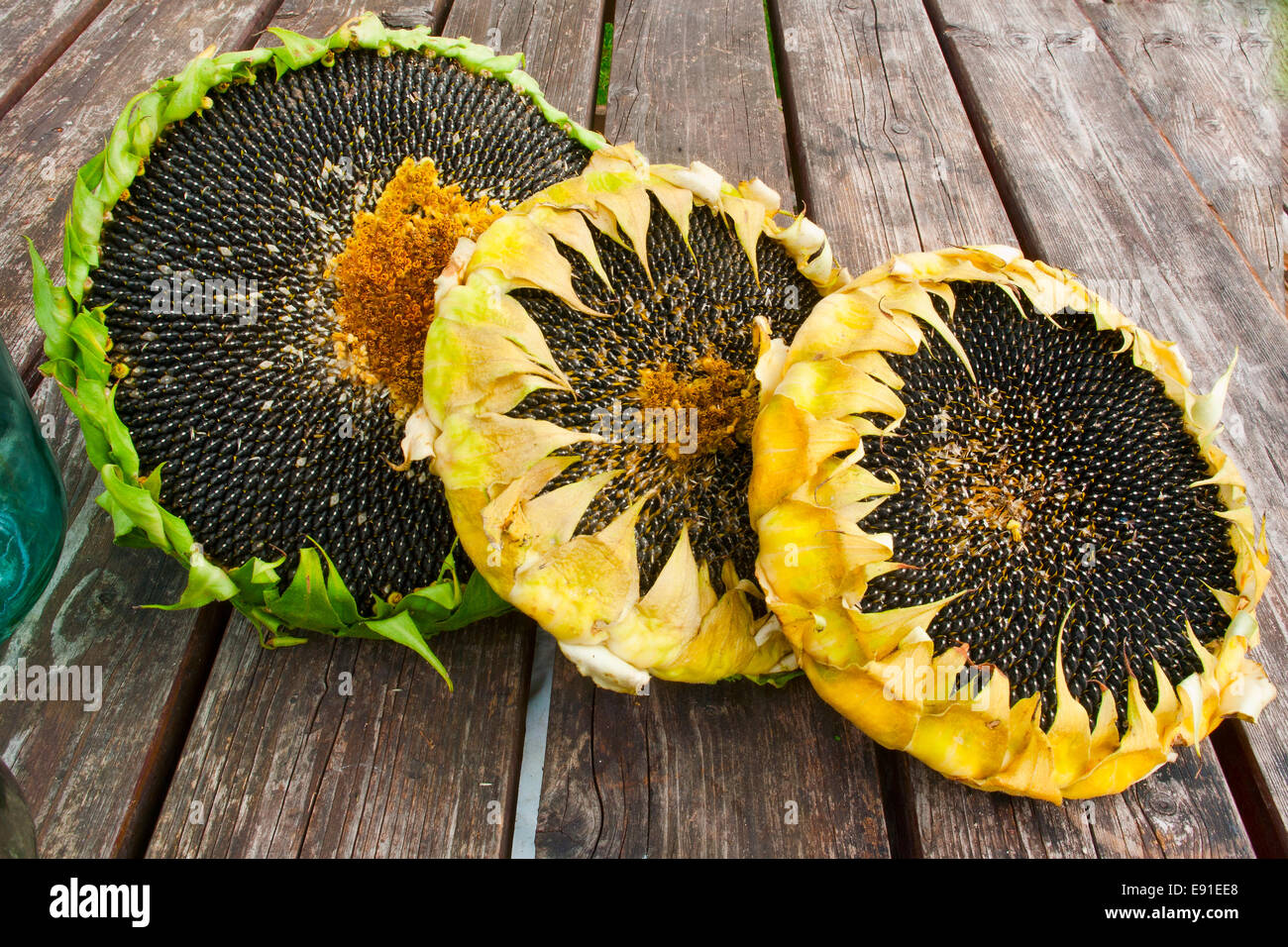 Подсолнух без семечек. Подсолнечник без семечек. Семя подсолнуха. Подсолнух без семечек. Подсолнух с семечками.